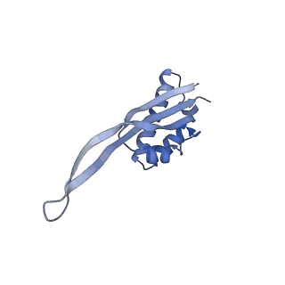 10907_6yst_S_v1-1
Structure of the P+9 ArfB-ribosome complex with P/E hybrid tRNA in the post-hydrolysis state