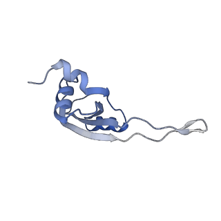10907_6yst_T_v1-1
Structure of the P+9 ArfB-ribosome complex with P/E hybrid tRNA in the post-hydrolysis state