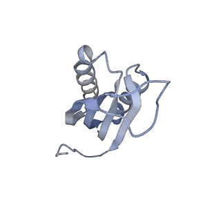10907_6yst_f_v1-1
Structure of the P+9 ArfB-ribosome complex with P/E hybrid tRNA in the post-hydrolysis state