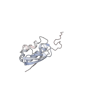 10907_6yst_i_v1-1
Structure of the P+9 ArfB-ribosome complex with P/E hybrid tRNA in the post-hydrolysis state