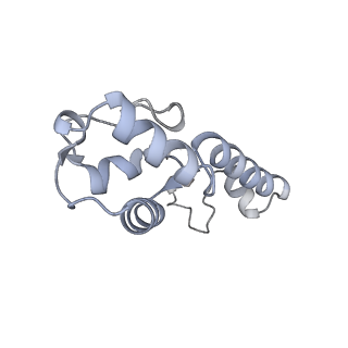 10907_6yst_m_v1-1
Structure of the P+9 ArfB-ribosome complex with P/E hybrid tRNA in the post-hydrolysis state