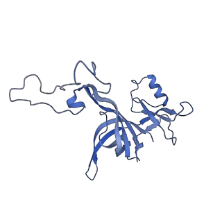 10908_6ysu_D_v1-1
Structure of the P+0 ArfB-ribosome complex in the post-hydrolysis state