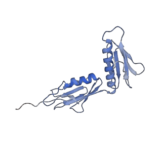 10908_6ysu_G_v1-1
Structure of the P+0 ArfB-ribosome complex in the post-hydrolysis state