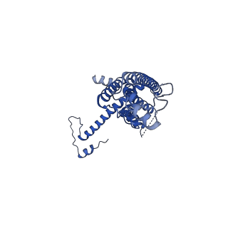 10919_6ytl_A_v1-1
Cryo-EM structure of a dimer of undecameric human CALHM4 in the absence of Ca2+