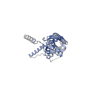 10924_6ytv_H_v1-1
Cryo-EM structure of decameric human CALHM6 in the presence of Ca2+