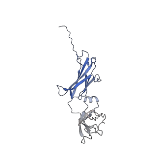 34085_7ytc_B_v1-2
Cryo-EM structure of human FcmR bound to IgM-Fc/J