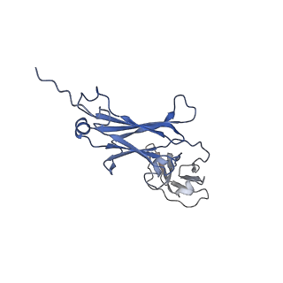 34085_7ytc_E_v1-2
Cryo-EM structure of human FcmR bound to IgM-Fc/J