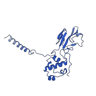 10958_6yw5_33_v1-0
The structure of the small subunit of the mitoribosome from Neurospora crassa