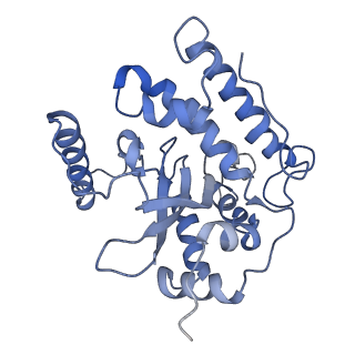 10958_6yw5_44_v1-0
The structure of the small subunit of the mitoribosome from Neurospora crassa