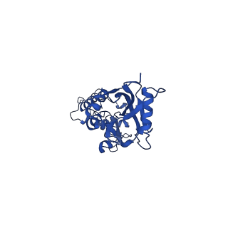 10973_6yws_6_v1-0
The structure of the large subunit of the mitoribosome from Neurospora crassa