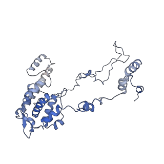 10973_6yws_8_v1-0
The structure of the large subunit of the mitoribosome from Neurospora crassa