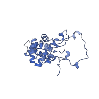 10973_6yws_9_v1-0
The structure of the large subunit of the mitoribosome from Neurospora crassa