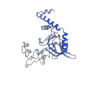 10973_6yws_C_v1-0
The structure of the large subunit of the mitoribosome from Neurospora crassa