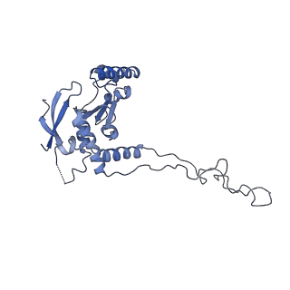 10973_6yws_D_v1-0
The structure of the large subunit of the mitoribosome from Neurospora crassa