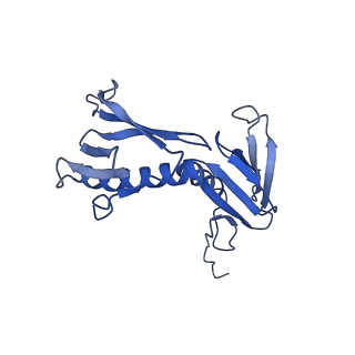 10973_6yws_F_v1-0
The structure of the large subunit of the mitoribosome from Neurospora crassa