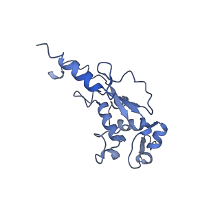 10973_6yws_H_v1-0
The structure of the large subunit of the mitoribosome from Neurospora crassa