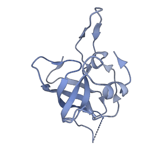 10973_6yws_I_v1-0
The structure of the large subunit of the mitoribosome from Neurospora crassa