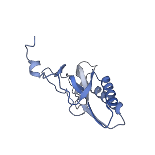 10973_6yws_K_v1-0
The structure of the large subunit of the mitoribosome from Neurospora crassa