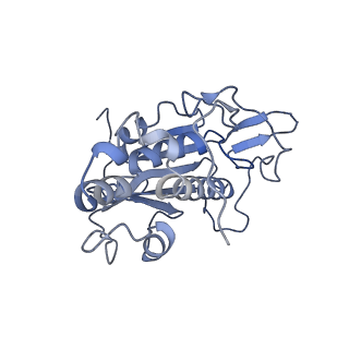 10973_6yws_d_v1-0
The structure of the large subunit of the mitoribosome from Neurospora crassa