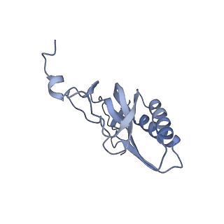 10977_6ywv_K_v1-0
The structure of the Atp25 bound assembly intermediate of the mitoribosome from Neurospora crassa