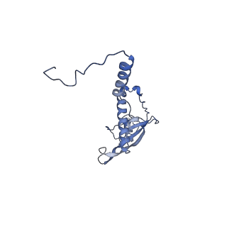 10977_6ywv_P_v1-0
The structure of the Atp25 bound assembly intermediate of the mitoribosome from Neurospora crassa