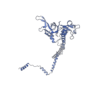 10977_6ywv_Q_v1-0
The structure of the Atp25 bound assembly intermediate of the mitoribosome from Neurospora crassa