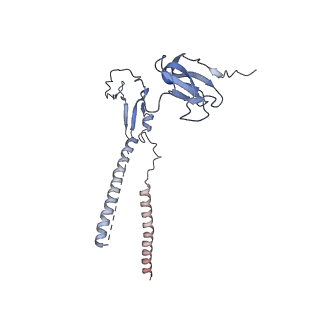 10977_6ywv_R_v1-0
The structure of the Atp25 bound assembly intermediate of the mitoribosome from Neurospora crassa