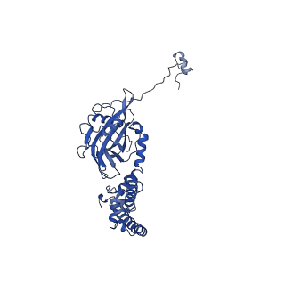 10978_6ywx_1_v1-0
The structure of the mitoribosome from Neurospora crassa with tRNA bound to the E-site