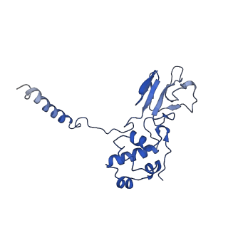 10978_6ywx_33_v1-0
The structure of the mitoribosome from Neurospora crassa with tRNA bound to the E-site