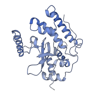 10978_6ywx_44_v1-0
The structure of the mitoribosome from Neurospora crassa with tRNA bound to the E-site