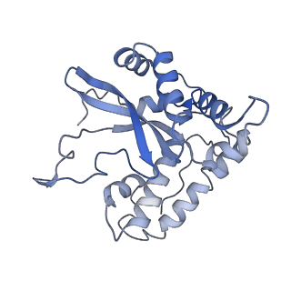 10978_6ywx_55_v1-0
The structure of the mitoribosome from Neurospora crassa with tRNA bound to the E-site