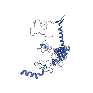 10978_6ywx_66_v1-0
The structure of the mitoribosome from Neurospora crassa with tRNA bound to the E-site