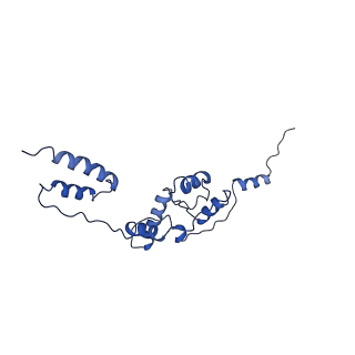 10978_6ywx_77_v1-0
The structure of the mitoribosome from Neurospora crassa with tRNA bound to the E-site