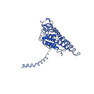 10978_6ywx_BB_v1-0
The structure of the mitoribosome from Neurospora crassa with tRNA bound to the E-site