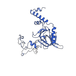 10978_6ywx_C_v1-0
The structure of the mitoribosome from Neurospora crassa with tRNA bound to the E-site