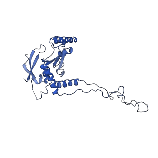 10978_6ywx_D_v1-0
The structure of the mitoribosome from Neurospora crassa with tRNA bound to the E-site