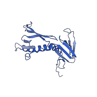 10978_6ywx_F_v1-0
The structure of the mitoribosome from Neurospora crassa with tRNA bound to the E-site