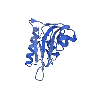 10978_6ywx_HH_v1-0
The structure of the mitoribosome from Neurospora crassa with tRNA bound to the E-site