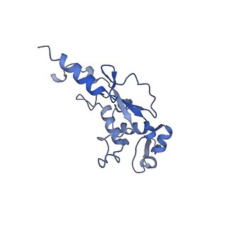 10978_6ywx_H_v1-0
The structure of the mitoribosome from Neurospora crassa with tRNA bound to the E-site