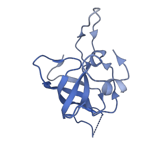 10978_6ywx_I_v1-0
The structure of the mitoribosome from Neurospora crassa with tRNA bound to the E-site