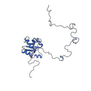 10978_6ywx_J_v1-0
The structure of the mitoribosome from Neurospora crassa with tRNA bound to the E-site