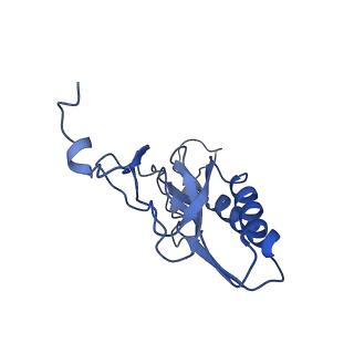 10978_6ywx_K_v1-0
The structure of the mitoribosome from Neurospora crassa with tRNA bound to the E-site