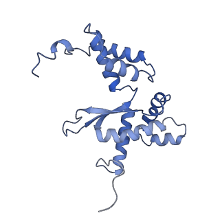 10978_6ywx_L_v1-0
The structure of the mitoribosome from Neurospora crassa with tRNA bound to the E-site
