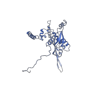 10978_6ywx_O_v1-0
The structure of the mitoribosome from Neurospora crassa with tRNA bound to the E-site