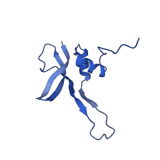 10978_6ywx_PP_v1-0
The structure of the mitoribosome from Neurospora crassa with tRNA bound to the E-site