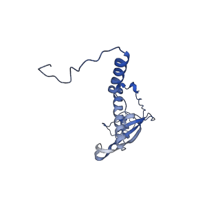 10978_6ywx_P_v1-0
The structure of the mitoribosome from Neurospora crassa with tRNA bound to the E-site