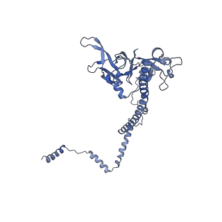 10978_6ywx_Q_v1-0
The structure of the mitoribosome from Neurospora crassa with tRNA bound to the E-site