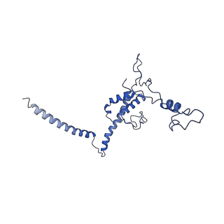 10978_6ywx_UU_v1-0
The structure of the mitoribosome from Neurospora crassa with tRNA bound to the E-site