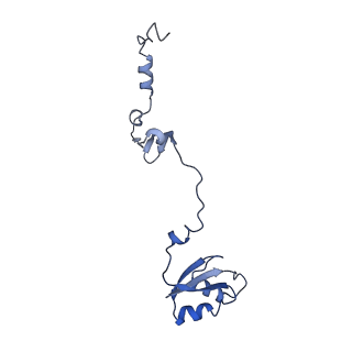 10978_6ywx_U_v1-0
The structure of the mitoribosome from Neurospora crassa with tRNA bound to the E-site