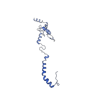 10978_6ywx_b_v1-0
The structure of the mitoribosome from Neurospora crassa with tRNA bound to the E-site